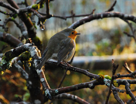 Robin in a tree