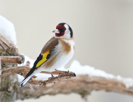 Goldfinch in snow