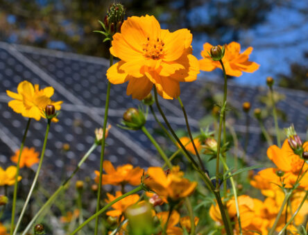 Cosmos in front of Solar Panels