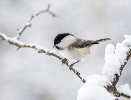 Willow tit on a branch with snow on the edges