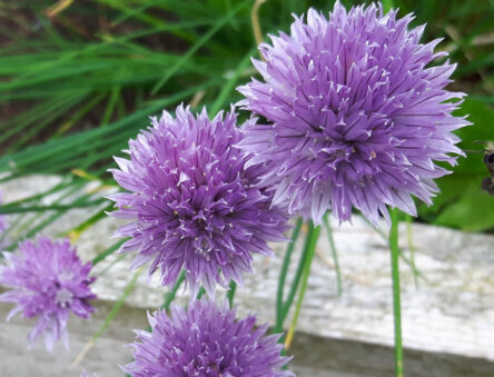 Bee and chive flowers