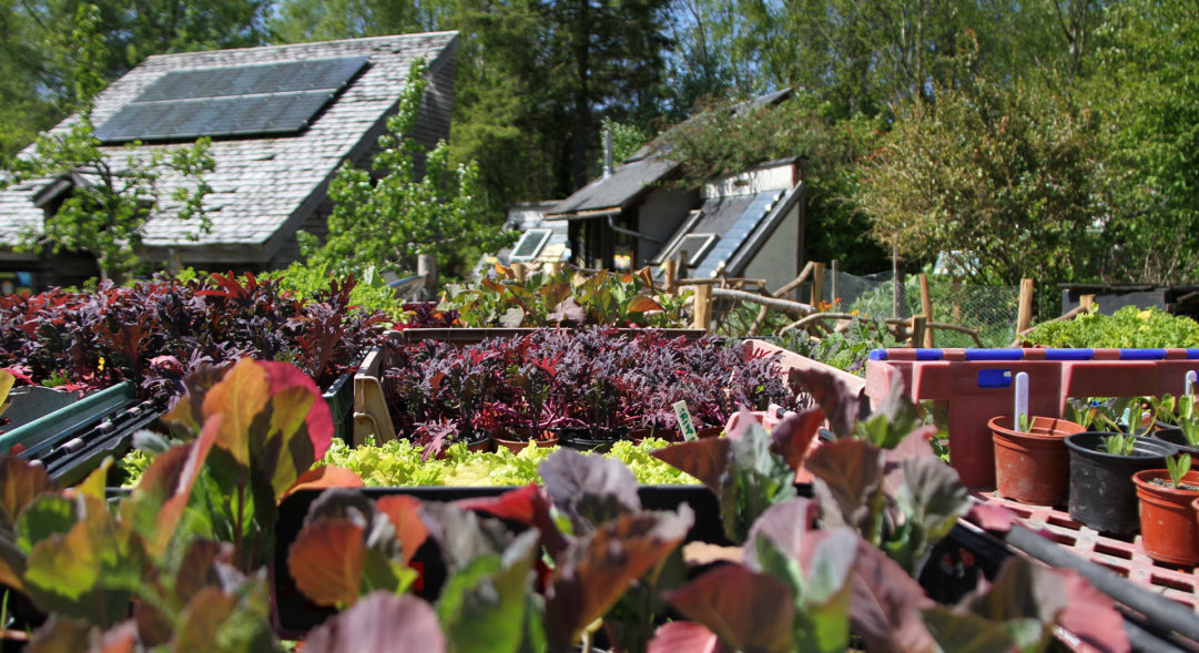 Growing organic food sustainably at CAT