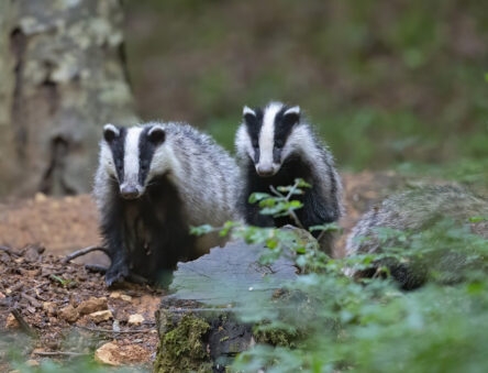 badgers in a wood