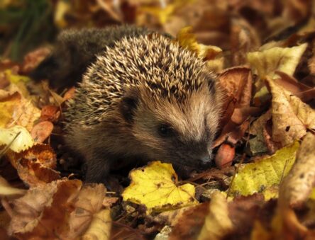 Hedghog surround by leaves in autumn
